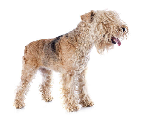 A lovely, young lakeland terrier panting, waiting to play with its owner