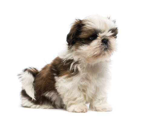 A lovely little shih tzu puppy sitting neatly on the floor
