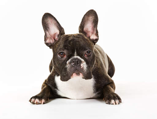 The characteristic tall, pointed ears of a french bulldog