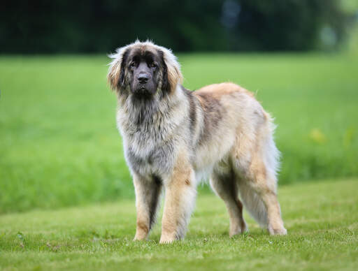 A healthy adult leonberger with a beautiful, thick coat