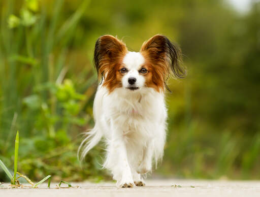A smart handsome papillon with tufty ears
