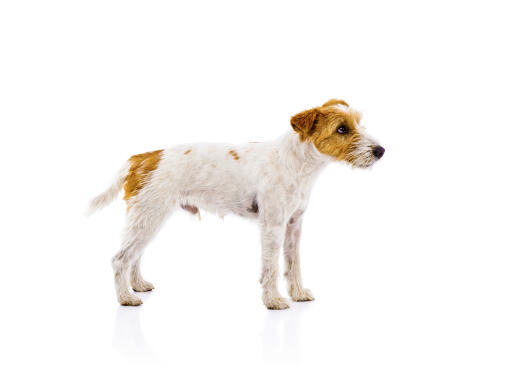 A parson russell terrier with an incredible, short, wiry coat