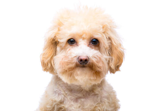 A close up of a young miniature poodle's head, with a soft, thick coat