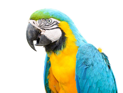 A blue and yellow macaw's wonderful, white and black face