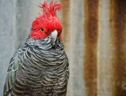 A gang gang cockatoo's incredible white and grey chest feather pattern