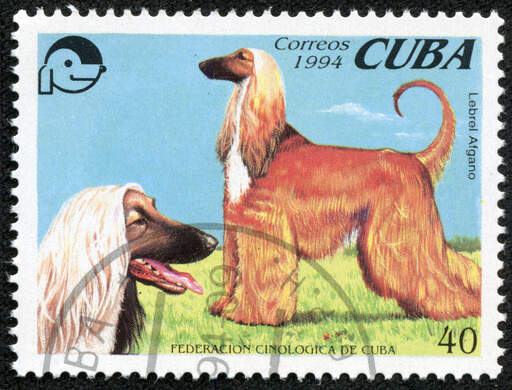 An afghan hound on a cuban stamp
