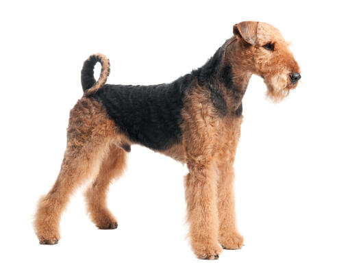 An airedale terrier standing tall