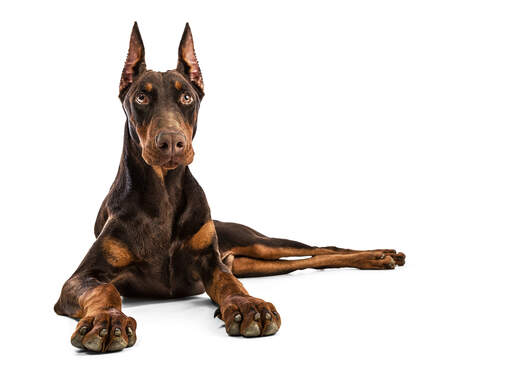 what breeds were usedto make up the doberman