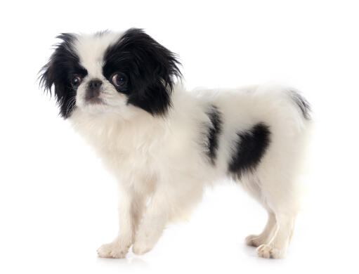 A beautiful little black and white japanese chin puppy