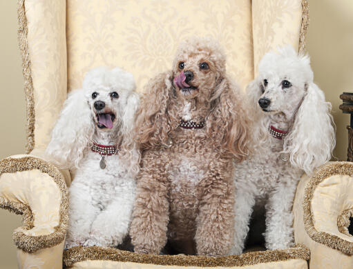 Three wonderful miniature poodles sitting up on an armchair, wanting some attention