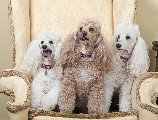 Miniature Poodle Dogs Dog Breeds