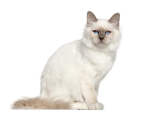 A young birman cat with lovely blue eyes