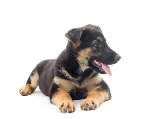 A young german shepherd puppy with a healthy short coat