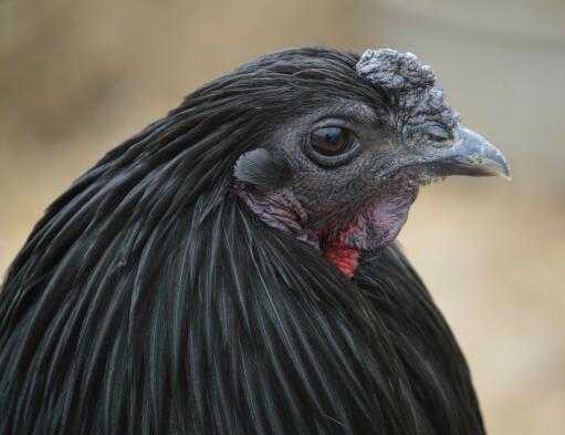 Sumatra hen close up