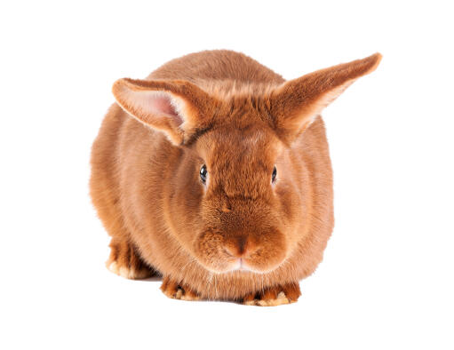 New zealand red rabbits for sales sale near me