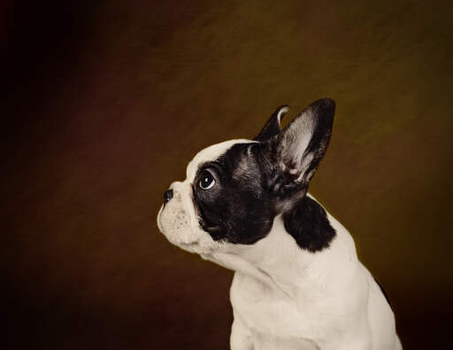 A side on of a boston terrier's stubby nose and tall ears