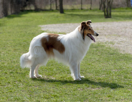A collie's beautiful long, soft, white coat