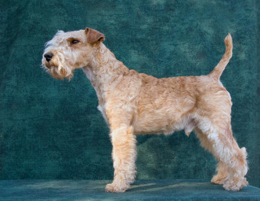 A healthy lakeland terrier showing off it's wonderful long legs