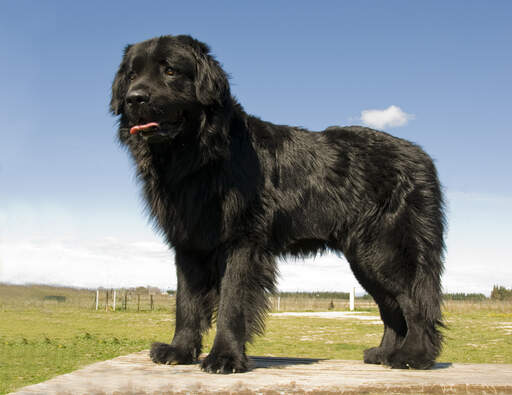 A beautiful, young newfoundland with a thick, black coat and massive paws