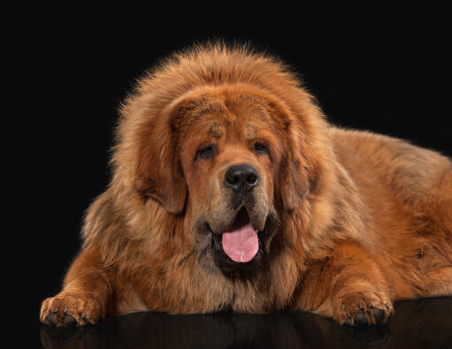 A close up of a tibetan mastiff's wonderful, thick coat and giant paws