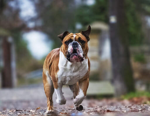 A healthy adult english bulldog jogging towards it's owner