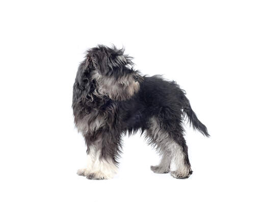 A young adult miniature schnauzer standing tall, showing off its soft grey and white coat