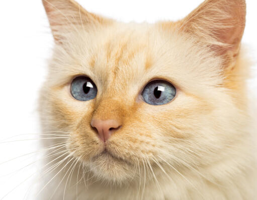 A red pointed birman with brilliant blue eyes