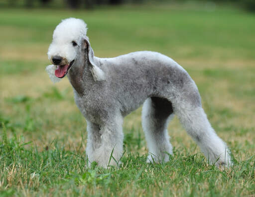 A wonderful bedlington terrier, standing tall, showing of it's well groomed coat