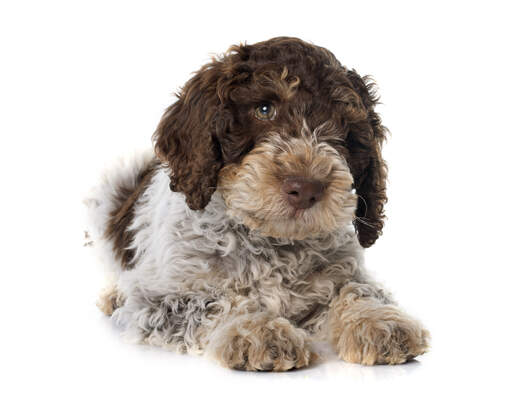 A close up of a portuguese water dog puppy's thick soft coat