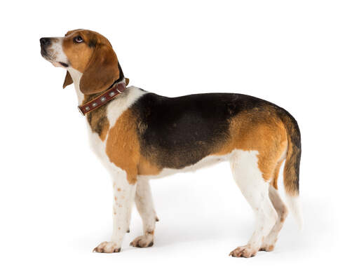 A side on of a healthy adult beagle