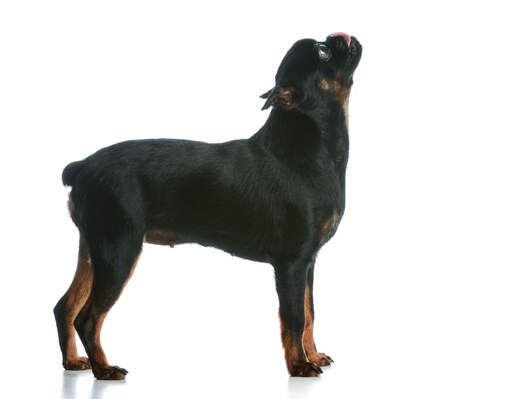 A young adult brussels griffon with a short, black coat