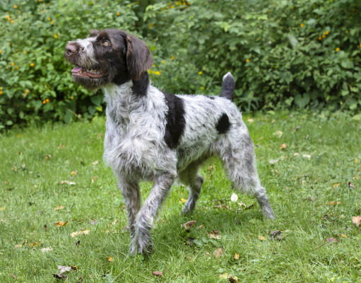 A beautiful german wirehaired pointer, waiting patiently for a command