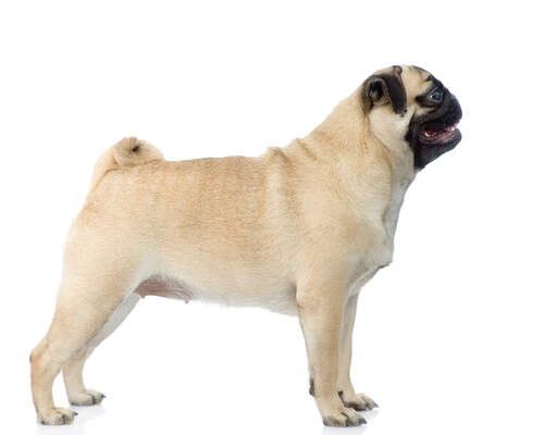 A young adult pug standing tall, showing off its beautiful physique