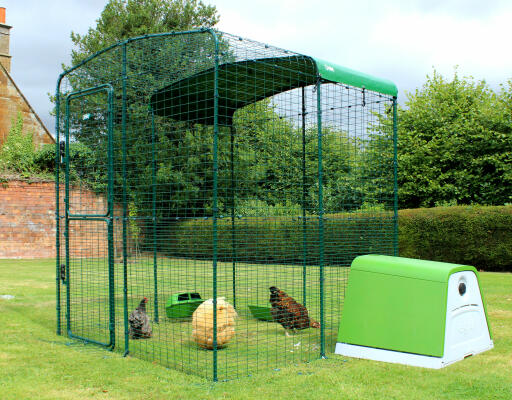 Chickens keeping dry under the walk in run heavy duty cover