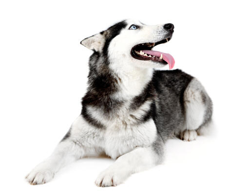 A lovely young adult siberian husky lying neatly awaiting a command