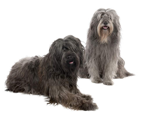 Two lovely catalan sheepdog waiting for some attention