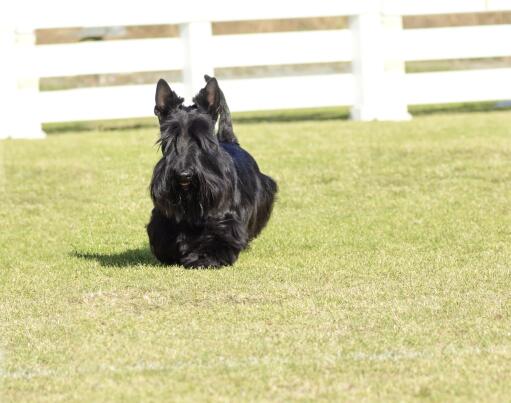 A beautiful little skye terrier with a long, black coat and tall, pointed ears