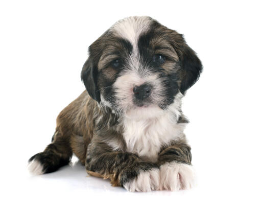 A beautiful little tibetan terrier puppy lying neatly with it's paws together