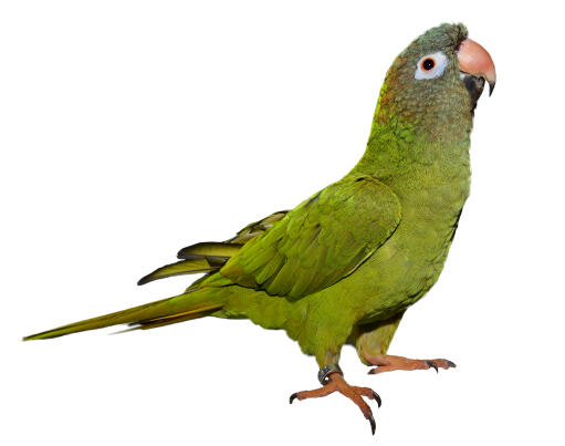 A blue crowned parakeet showing off its beautiful tail feathers