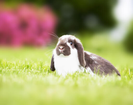 A mini lop rabbit with a wonderful soft white and grey coat