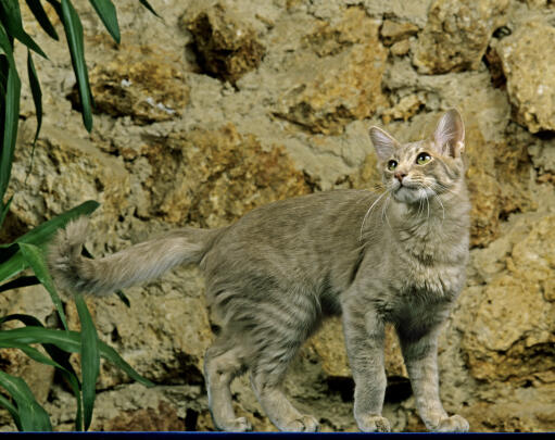 Longhair Cat Breeds