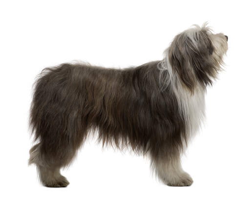 A side on of an adult bearded collie with a lovely thick coat