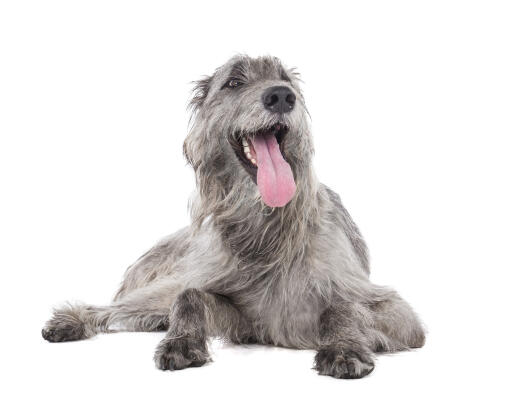 An adult irish wolfhound lying, waiting for a command