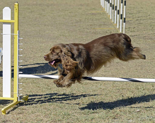 A chocolate sussex spaniel succeeding at agility