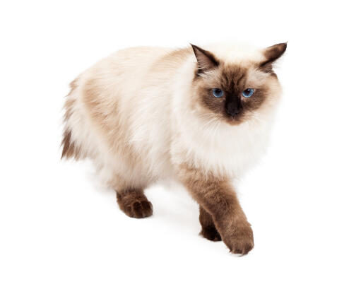 A prowling ragdoll cat