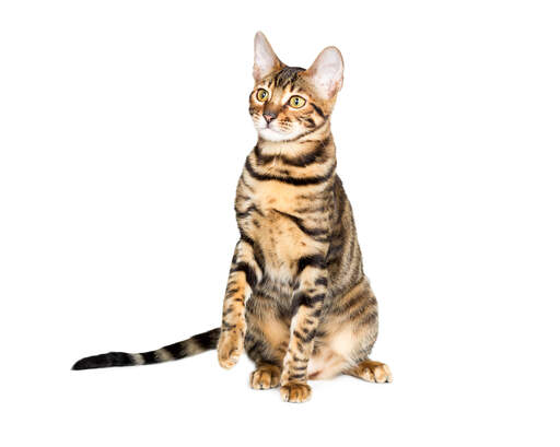 A toyger with beautiful greed eyes