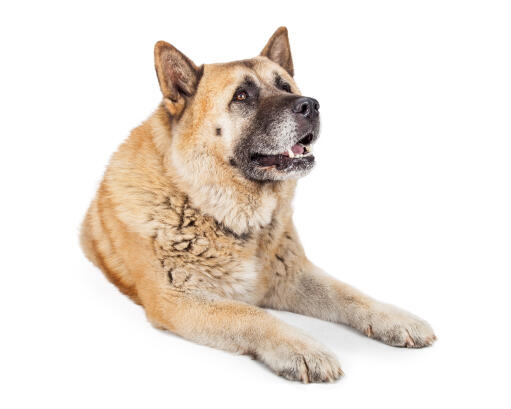 An adult akita with a lovely thick coat lying down
