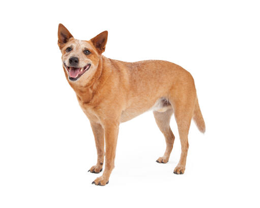 An adult brown australian cattle dog with a stripped back coat