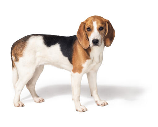 A healthy, young beagle standing tall