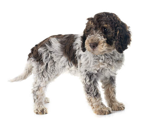 An incredible little portuguese water dog puppy waiting to play